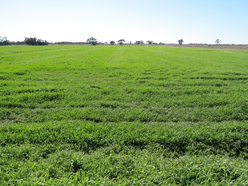 666 Lindifferon Lane, Deniliquin NSW 2710