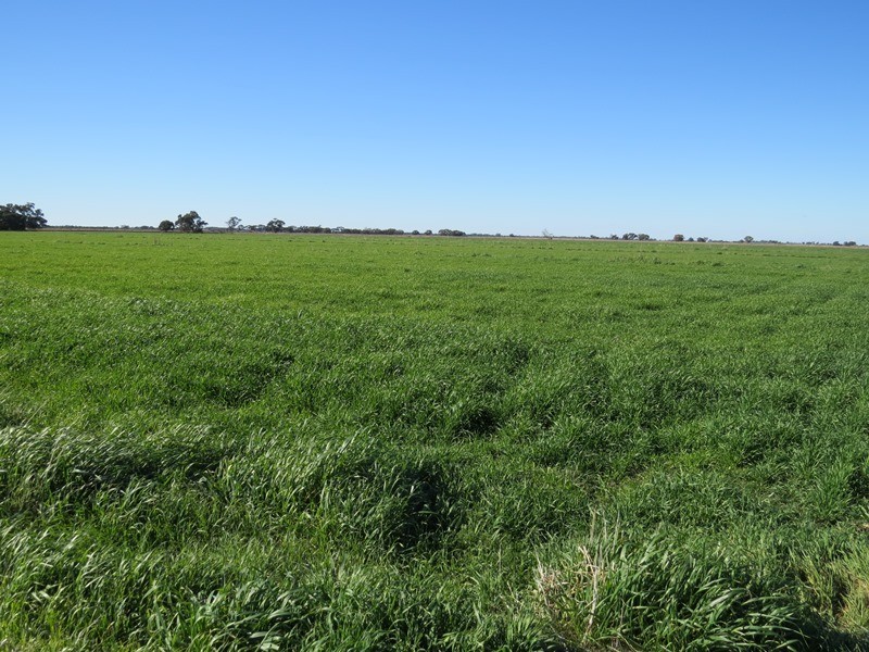 666 Lindifferon Lane, Deniliquin NSW 2710