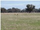 1271 Jerilderie Road, Berrigan NSW 2712