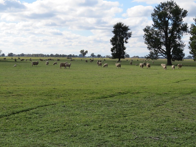 1271 Jerilderie Road, Berrigan NSW 2712