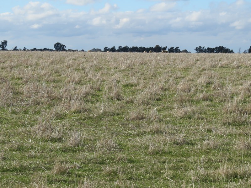 1271 Jerilderie Road, Berrigan NSW 2712