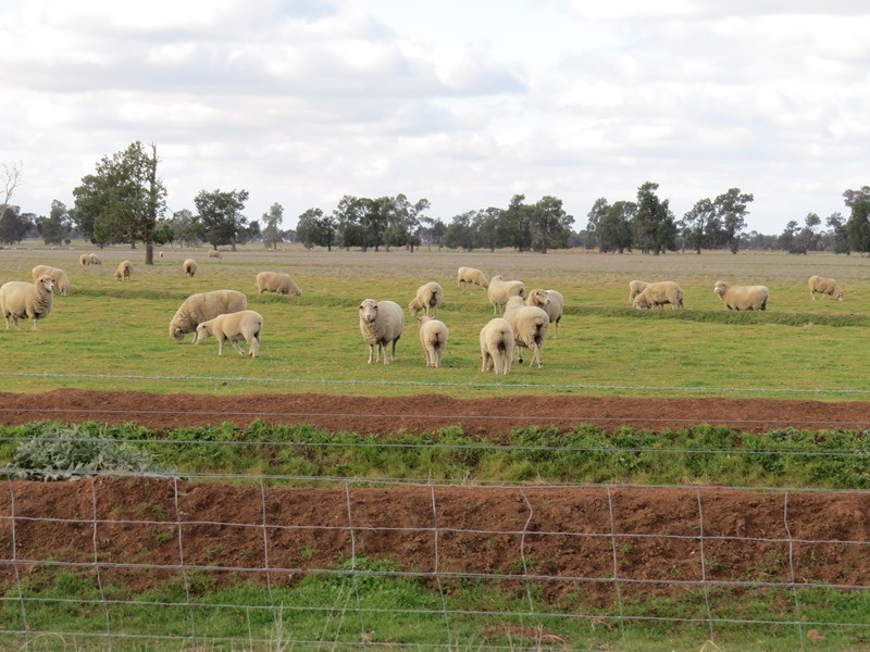 1271 Jerilderie Road, Berrigan NSW 2712