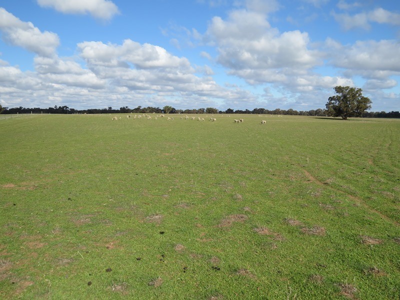 1271 Jerilderie Road, Berrigan NSW 2712