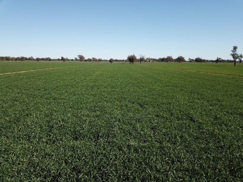 535 Aratula South Road, Deniliquin NSW 2710