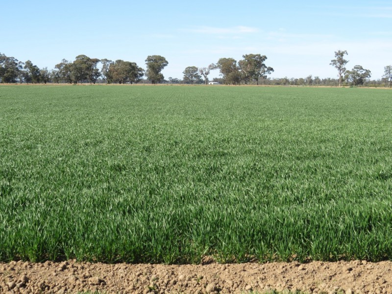 535 Aratula South Road, Deniliquin NSW 2710