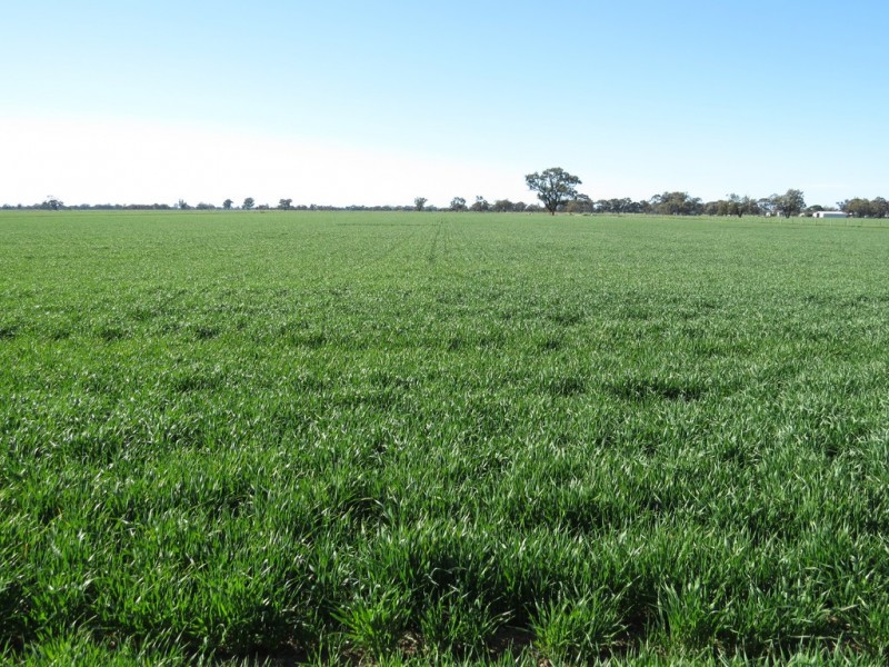 535 Aratula South Road, Deniliquin NSW 2710