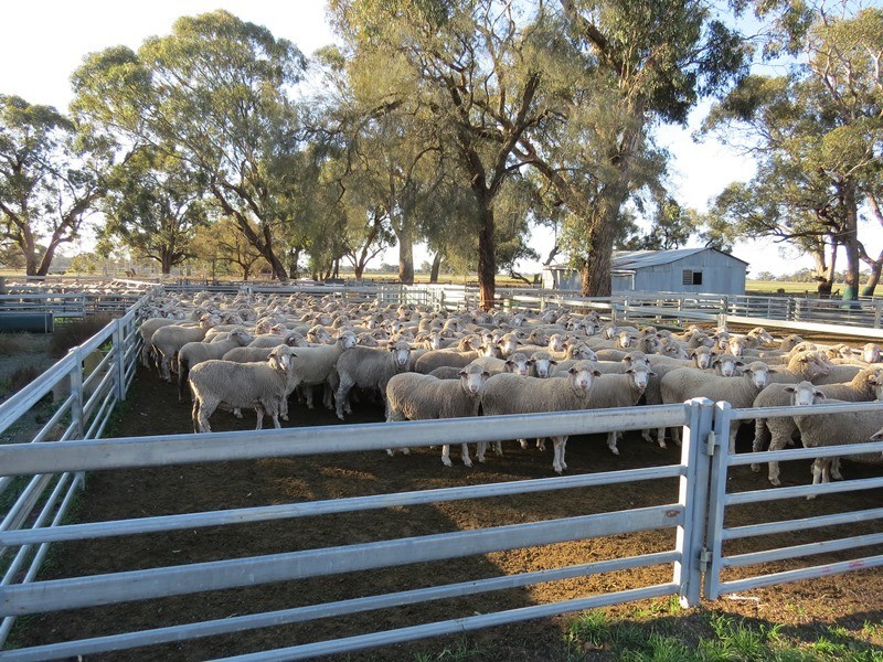 535 Aratula South Road, Deniliquin NSW 2710