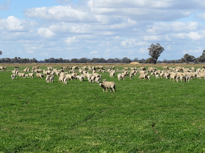 535 Aratula South Road, Deniliquin NSW 2710