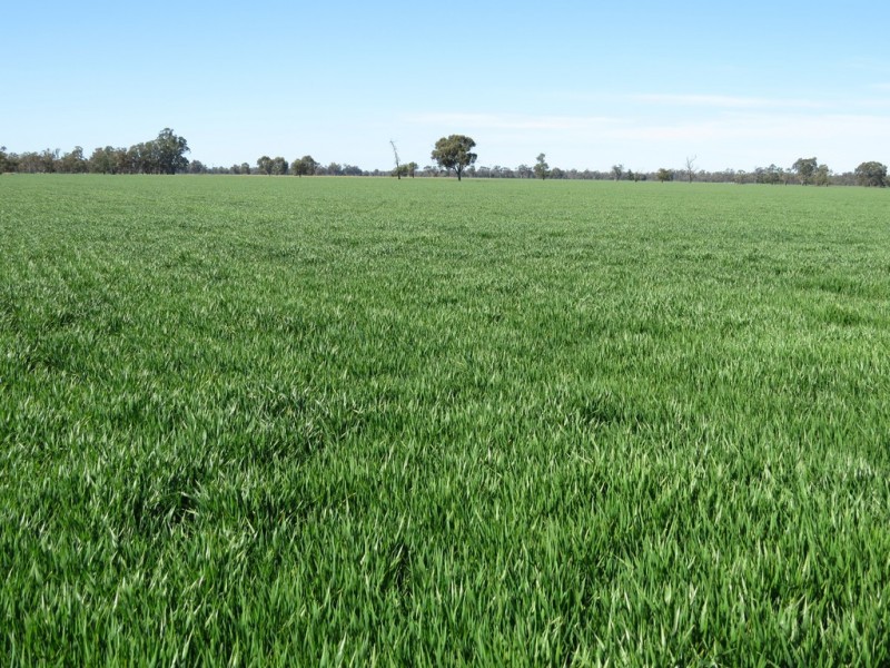 535 Aratula South Road, Deniliquin NSW 2710