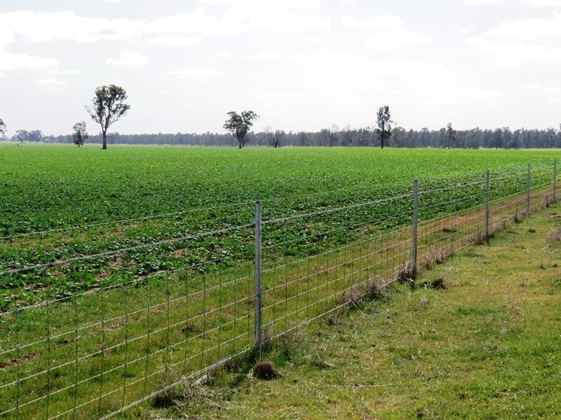 123 Yarrawonga Road, Berrigan NSW 2712