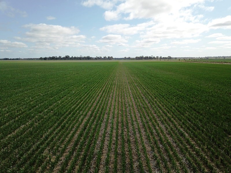 123 Yarrawonga Road, Berrigan NSW 2712