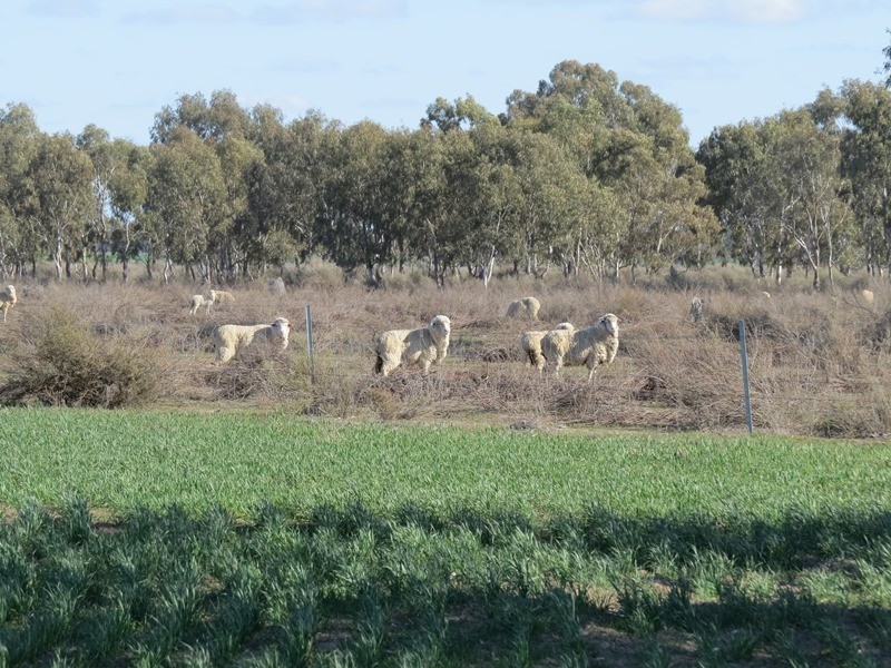 123 Yarrawonga Road, Berrigan NSW 2712