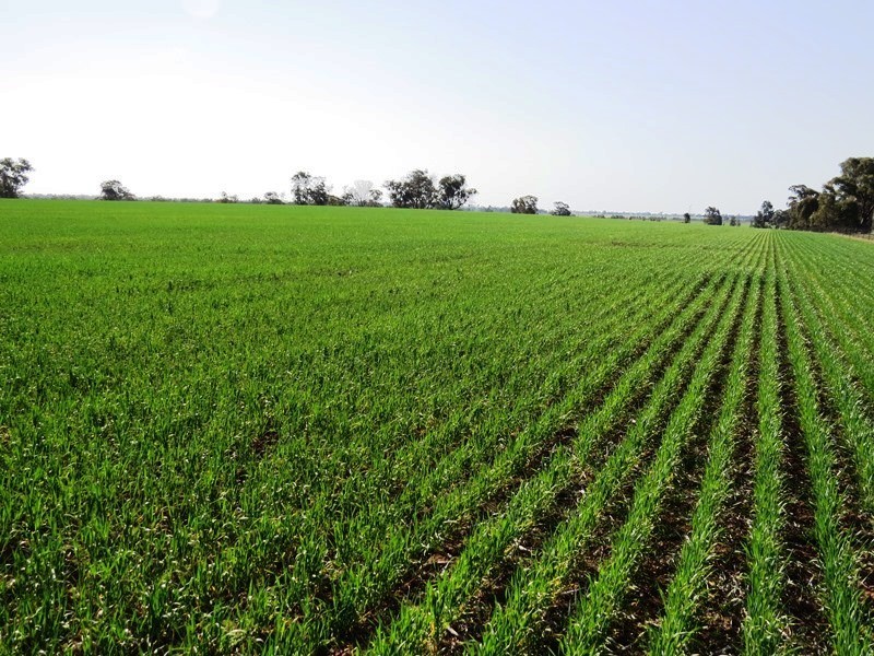 123 Yarrawonga Road, Berrigan NSW 2712