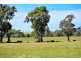 Forest Vale, Hume Highway, Holbrook NSW 2644