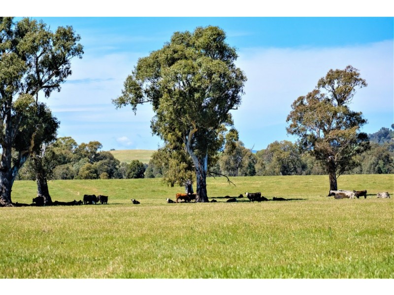 Forest Vale, Hume Highway, Holbrook NSW 2644