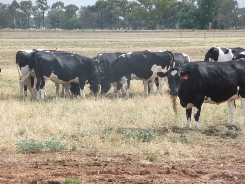 1195 Larissa Road, Cobram VIC 3644