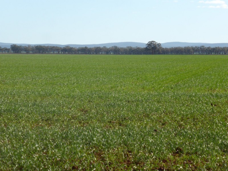Weethalle NSW 2669