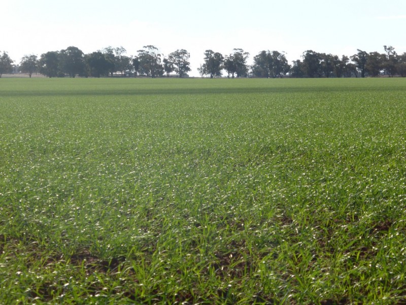 Weethalle NSW 2669