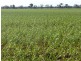 Weethalle NSW 2669