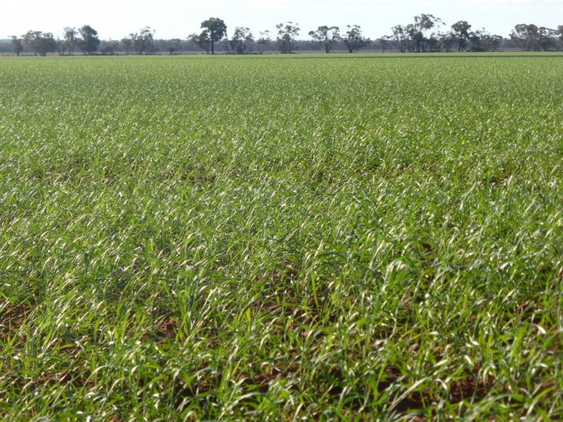 Weethalle NSW 2669