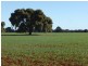 Weethalle NSW 2669