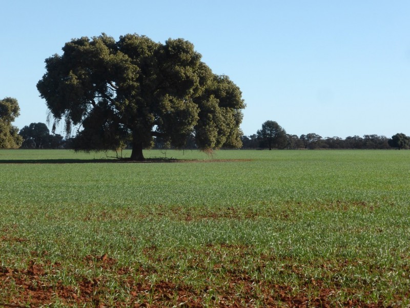 Weethalle NSW 2669