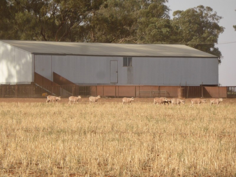 Weethalle NSW 2669