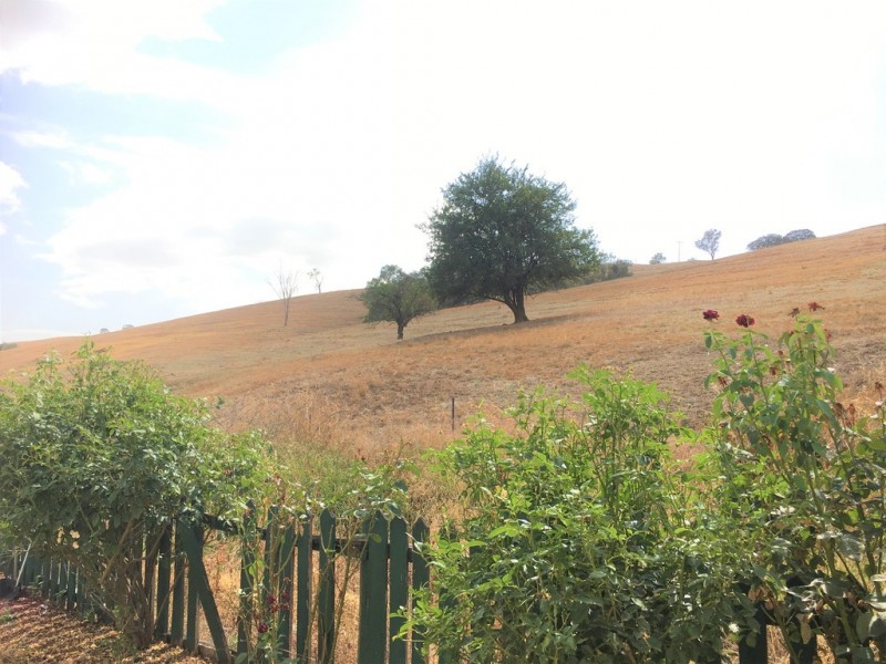 3176 River Road, Jingellic NSW 2642