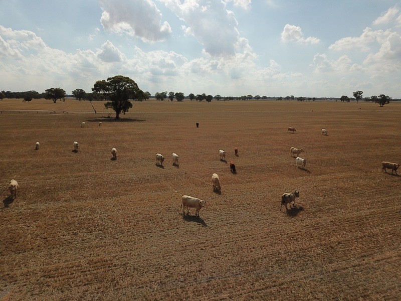 309 and 360 Sharps Road, Wunghnu VIC 3635