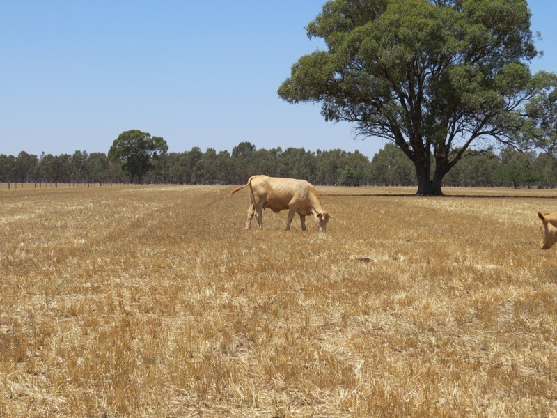 309 and 360 Sharps Road, Wunghnu VIC 3635