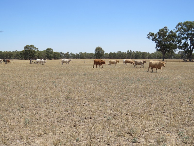 309 and 360 Sharps Road, Wunghnu VIC 3635