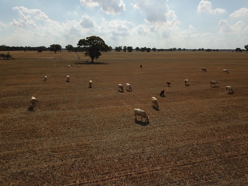 309 and 360 Sharps Road, Wunghnu VIC 3635