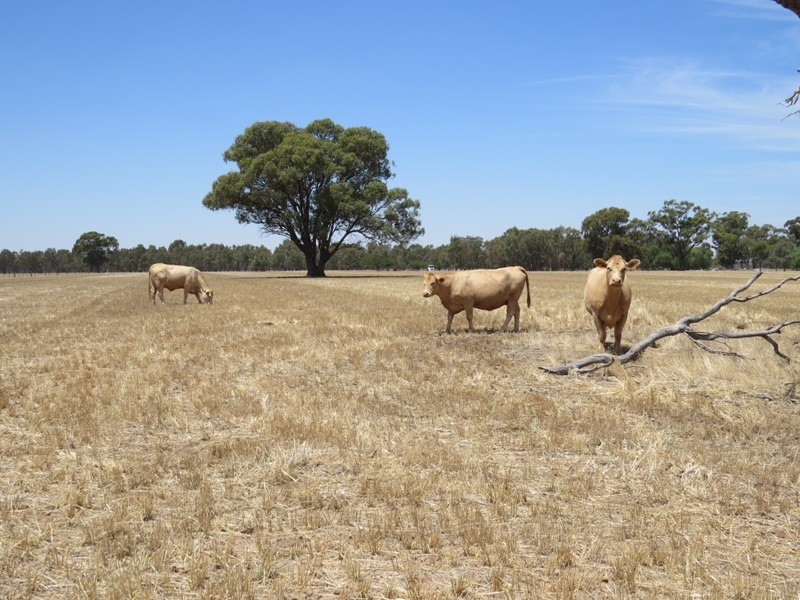 309 and 360 Sharps Road, Wunghnu VIC 3635
