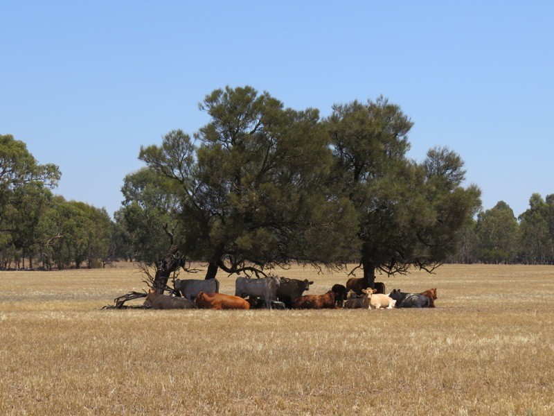 309 and 360 Sharps Road, Wunghnu VIC 3635