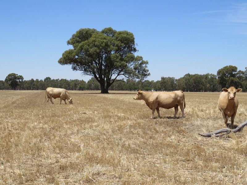 309 and 360 Sharps Road, Wunghnu VIC 3635