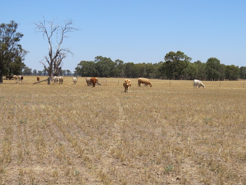 309 and 360 Sharps Road, Wunghnu VIC 3635