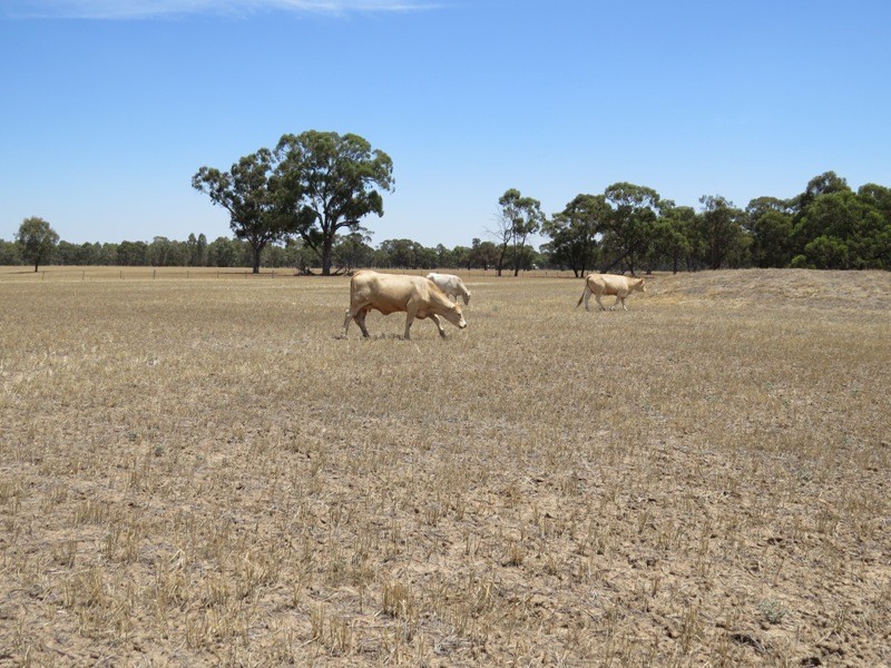 309 and 360 Sharps Road, Wunghnu VIC 3635