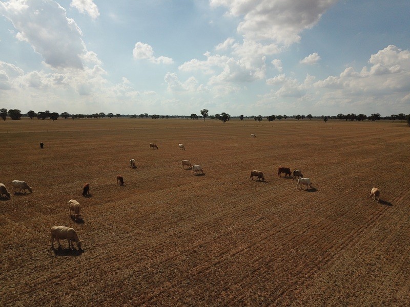 309 and 360 Sharps Road, Wunghnu VIC 3635