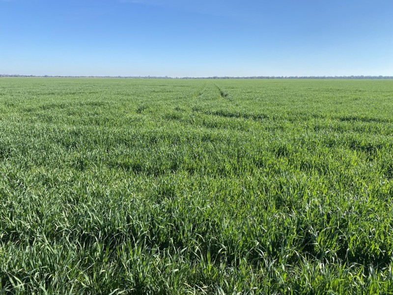 113 Warbreccan Road, Deniliquin NSW 2710