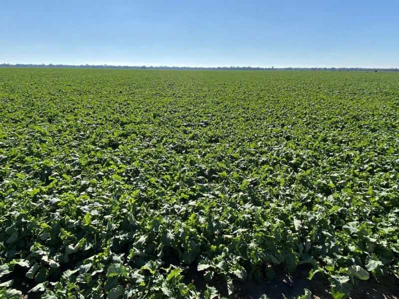 113 Warbreccan Road, Deniliquin NSW 2710