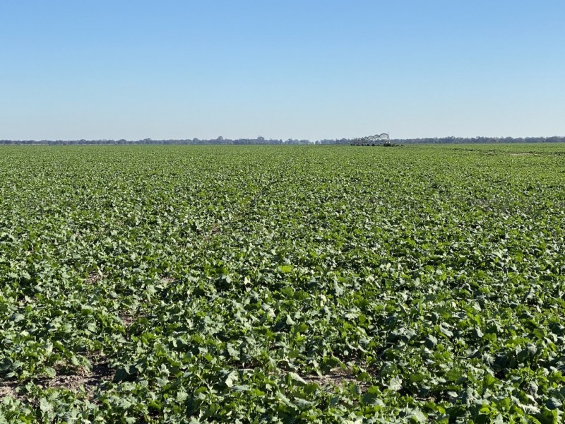 113 Warbreccan Road, Deniliquin NSW 2710