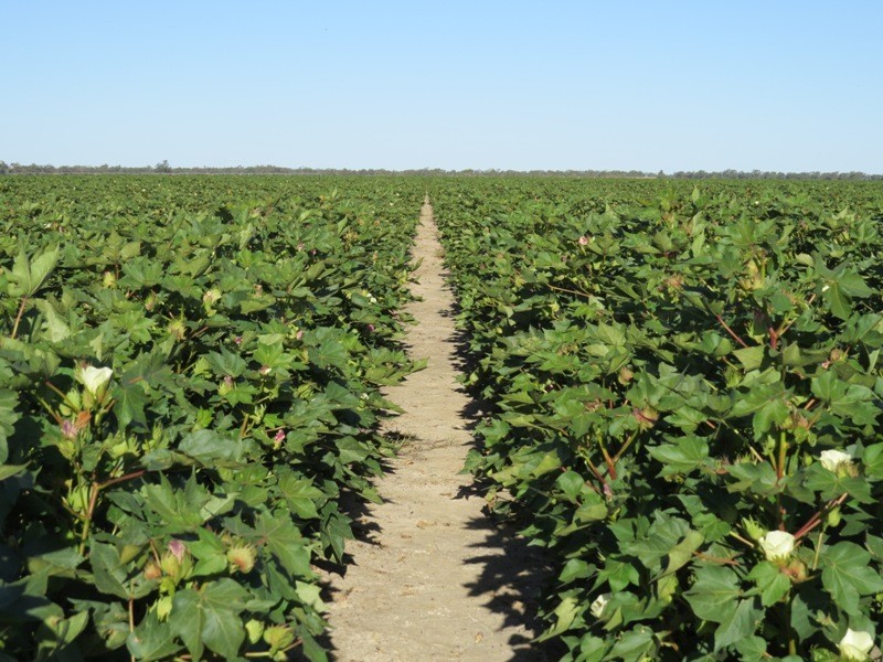 113 Warbreccan Road, Deniliquin NSW 2710