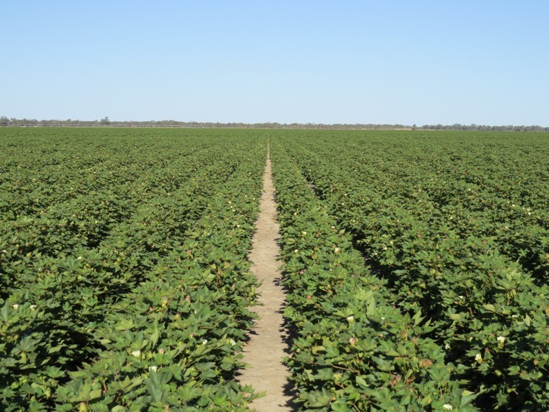 113 Warbreccan Road, Deniliquin NSW 2710