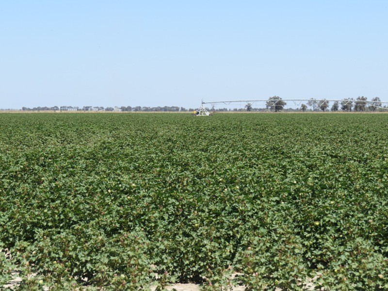 113 Warbreccan Road, Deniliquin NSW 2710