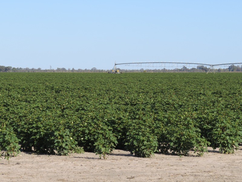 113 Warbreccan Road, Deniliquin NSW 2710