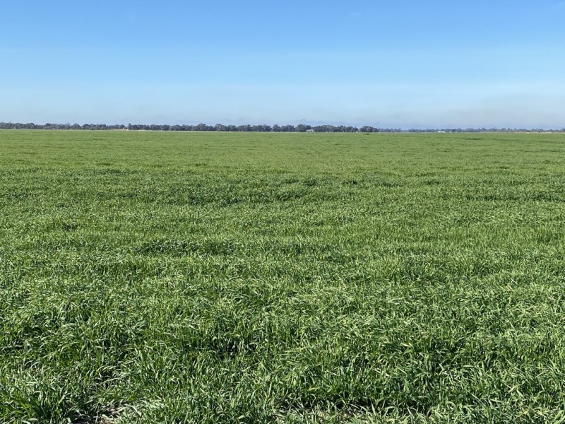 113 Warbreccan Road, Deniliquin NSW 2710