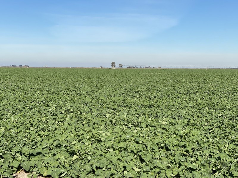 113 Warbreccan Road, Deniliquin NSW 2710