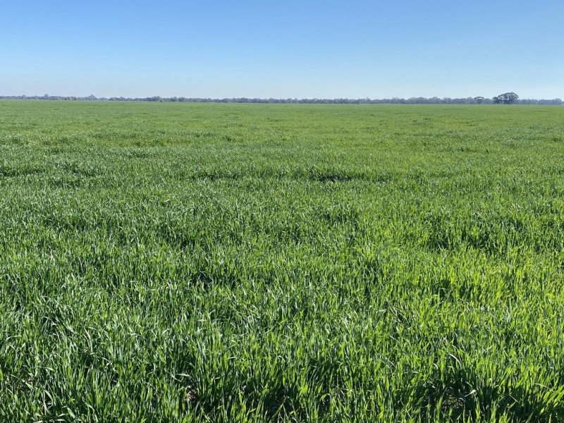 113 Warbreccan Road, Deniliquin NSW 2710