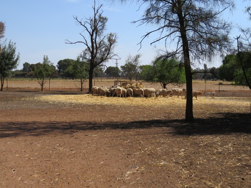 728 Plumptons Road, Finley NSW 2713