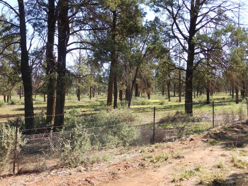 543 Curlew Rd, Lake Cargelligo NSW 2672